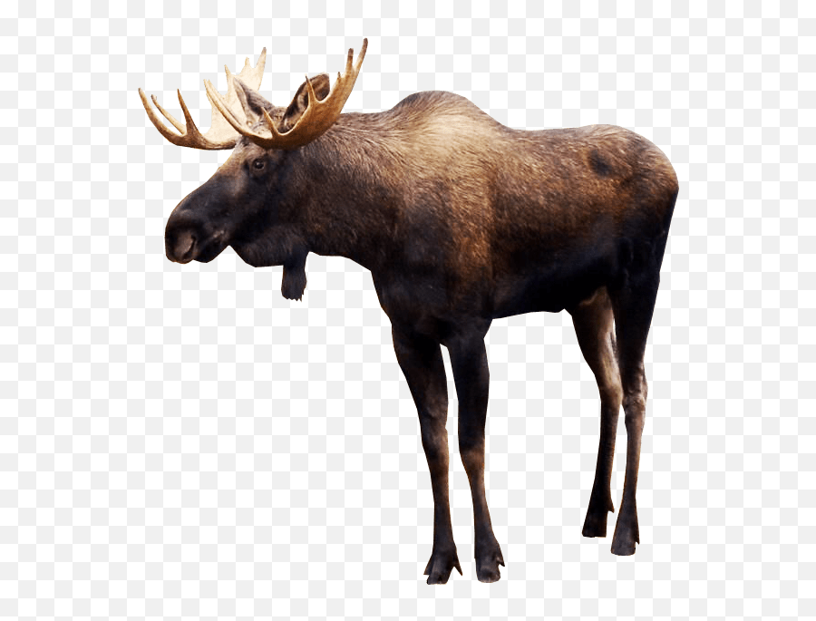 Moose Elk Png - Moose Png Emoji,Wet Emoji Background