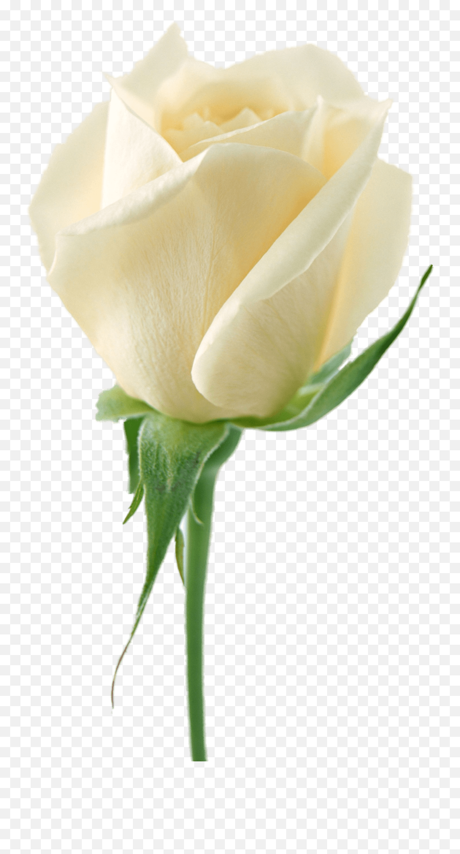Png Image Flower White Rose Png Picture - White Rose Png Emoji,White Rose Emoji