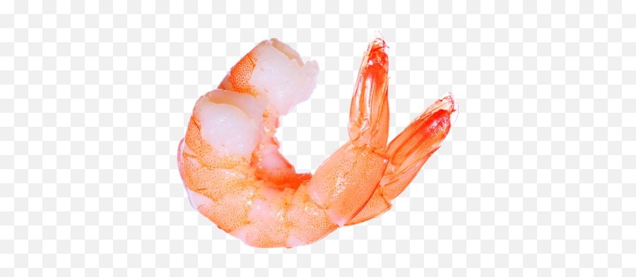 Transparent Shrimp Picture - Shrimp Png Emoji,Emoji Tiger Shrimp
