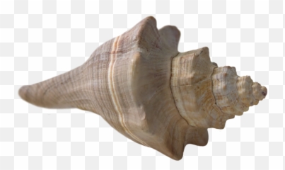 Seashell Shell Beach Sea Nature - Sea Shells Transparent Background Emoji,Conch Shell Emoji