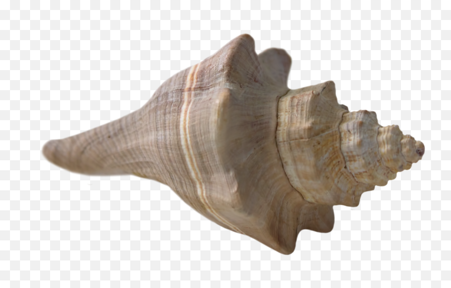 Seashell Shell Beach Sea Nature - Sea Shells Transparent Background Emoji,Conch Shell Emoji