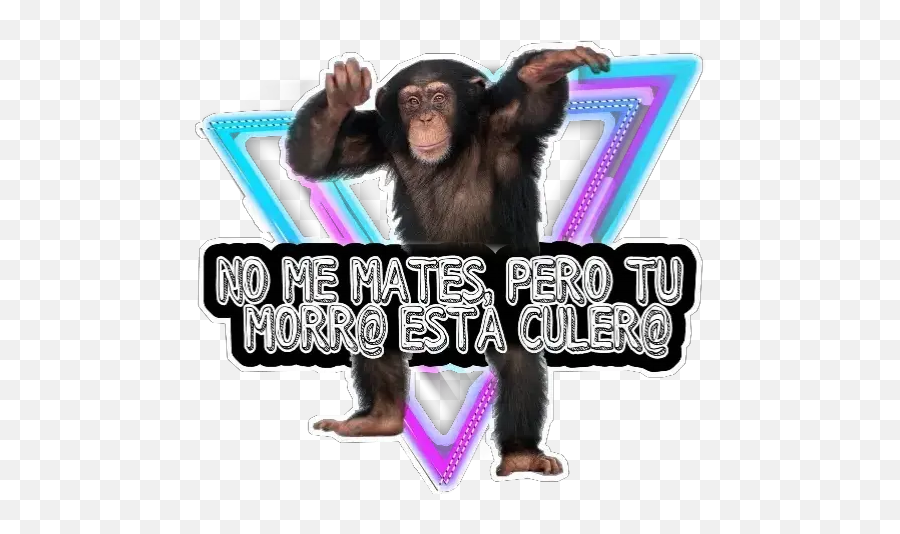 No Me Mates Stickers For Whatsapp - Dancing Chimpanzee Emoji,Orangutan Emoji