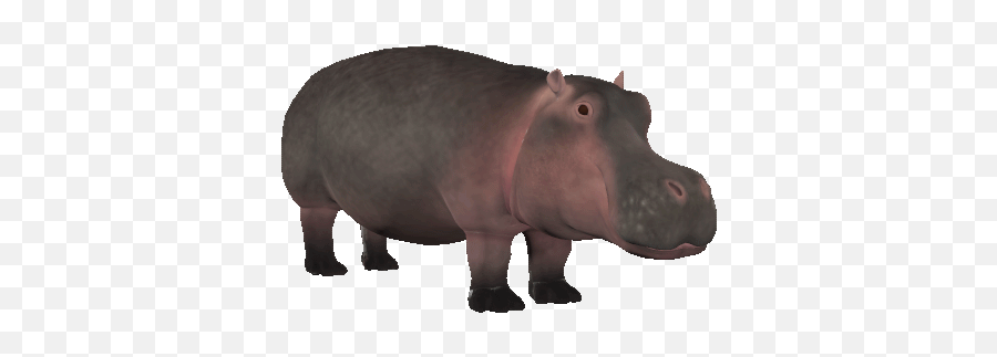 Top Hippo Crushes Watermelon Stickers - Transparent Hippo Walking Gif Emoji,Hippo Emoji
