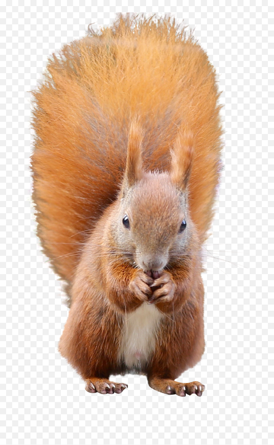 Red Squirrel - Squirrel Png Emoji,Squirrel Emoticon