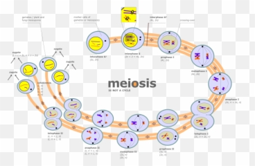 Diagram Of Meiosis - Meiosis Is Not A Cycle Emoji,Flower Emoticon