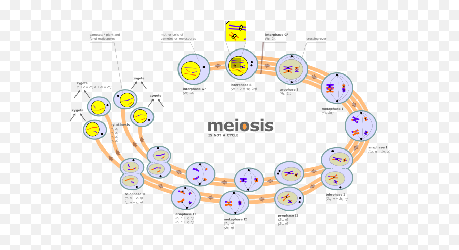 Diagram Of Meiosis - Meiosis Is Not A Cycle Emoji,Flower Emoticon