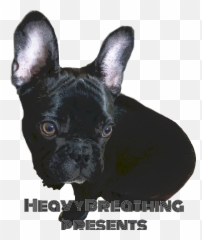 housemusic deeptech deephouse freetoedit - French Bulldog Emoji