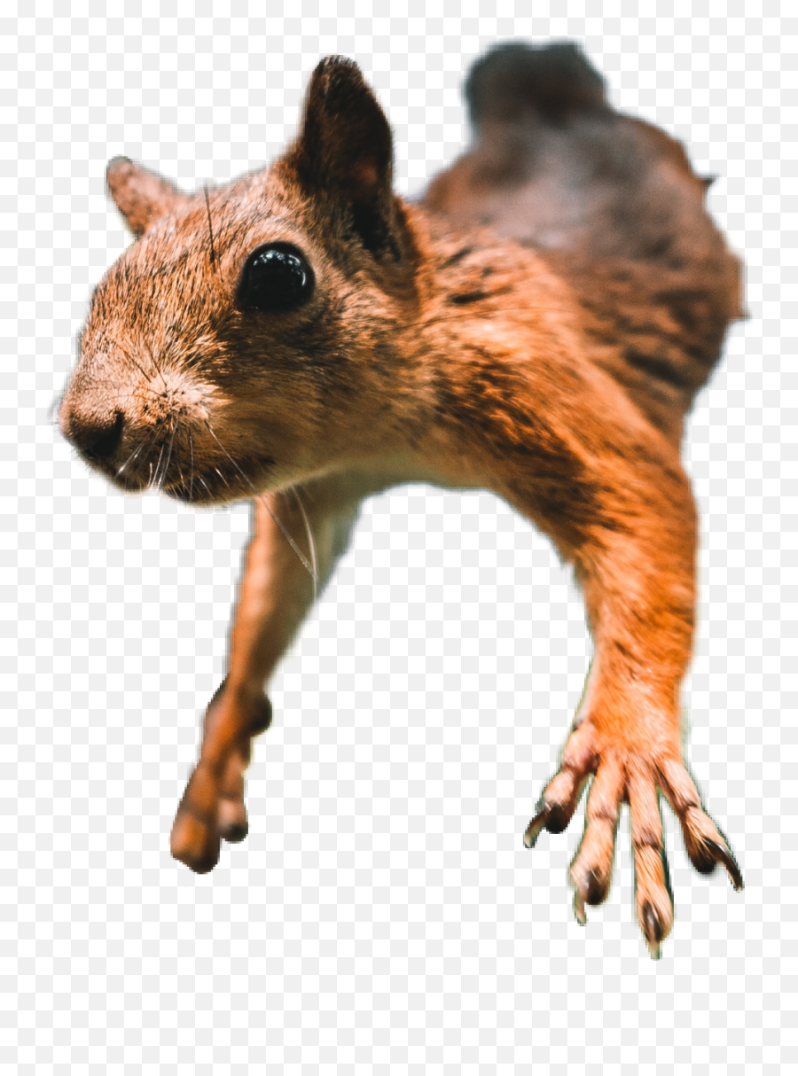 Edit - Fox Squirrel Emoji,Squirrel Emoji