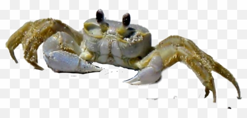 Crab Ghostcrab Sticker - Cancer Emoji,Crab Emoji Meme