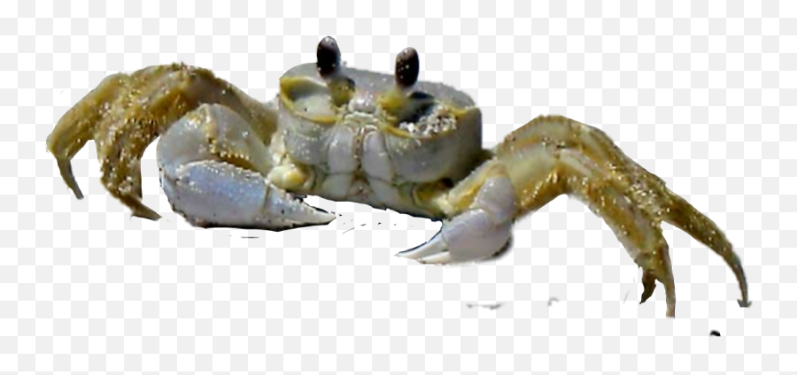 Crab Ghostcrab Sticker - Cancer Emoji,Crab Emoji Meme