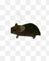 Mouse Souris Rat Brune Femelly - Marsh Rice Rat Emoji,Rat Emoji