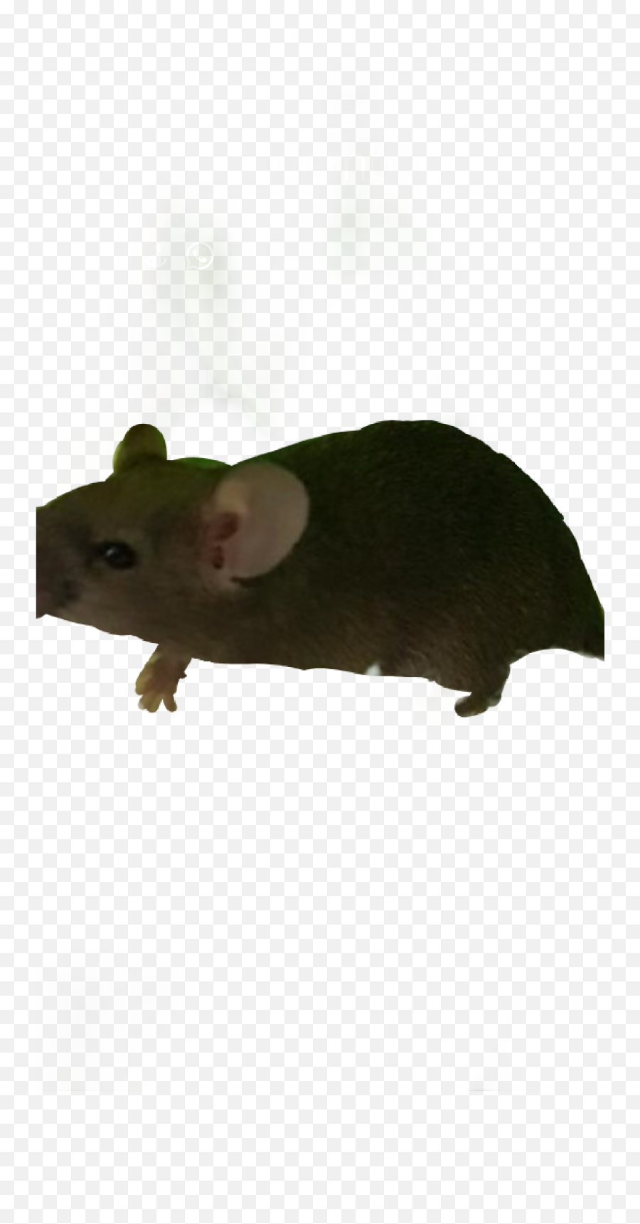 Mouse Souris Rat Brune Femelly - Marsh Rice Rat Emoji,Rat Emoji