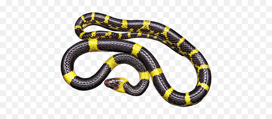 Yellow And Black Snake - Post Malone Beerbongs And Bentleys Emoji,Snake Emoticon