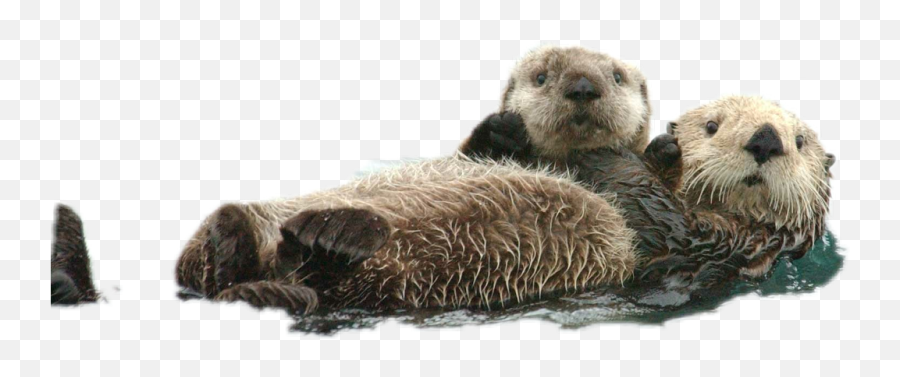 Otter - Sea Otter Exxon Valdez Oil Spill Emoji,Otter Emoji