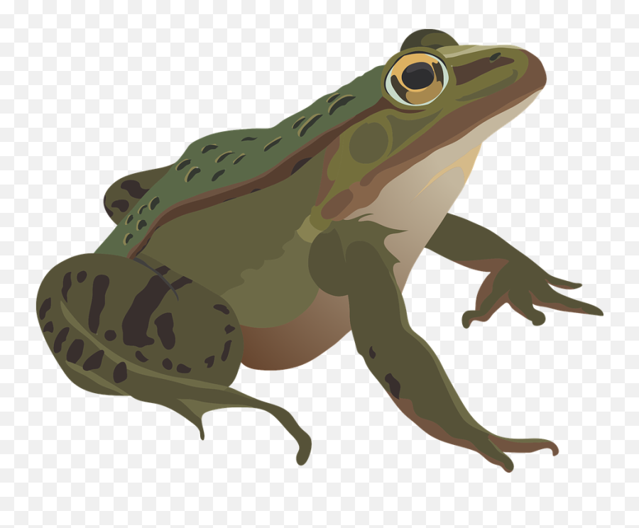 Free Frog Eyes Frog Images - Amphibians Emoji,Cross Eye Emoji