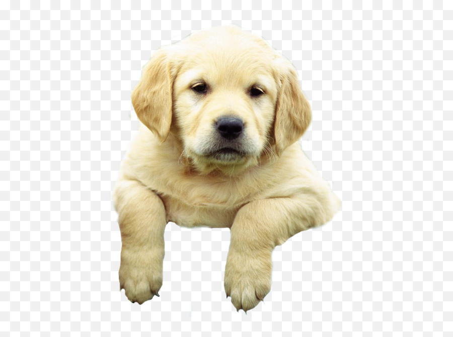 Labrador Retriever Png - Transparent Background Labrador Png Emoji,Barking Dog Emoji