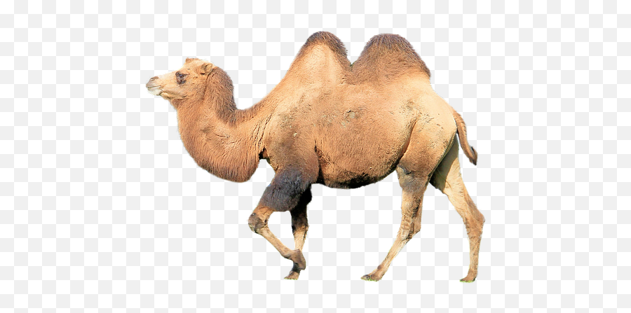 Camel Sticker By Nisan - Animales Del Desierto Png Emoji,Camel Emoji