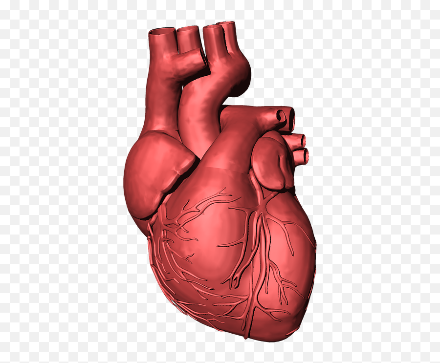 Heart Blood Organ Human Beat - Human Heart Transparent Background Emoji,Animated Beating Heart Emoji
