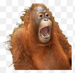 Animalol Stickers For Telegram - Drama Animals Emoji