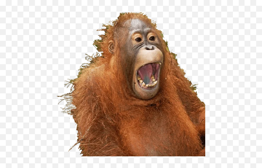 Animalol Stickers For Telegram - Drama Animals Emoji,Orangutan Emoji