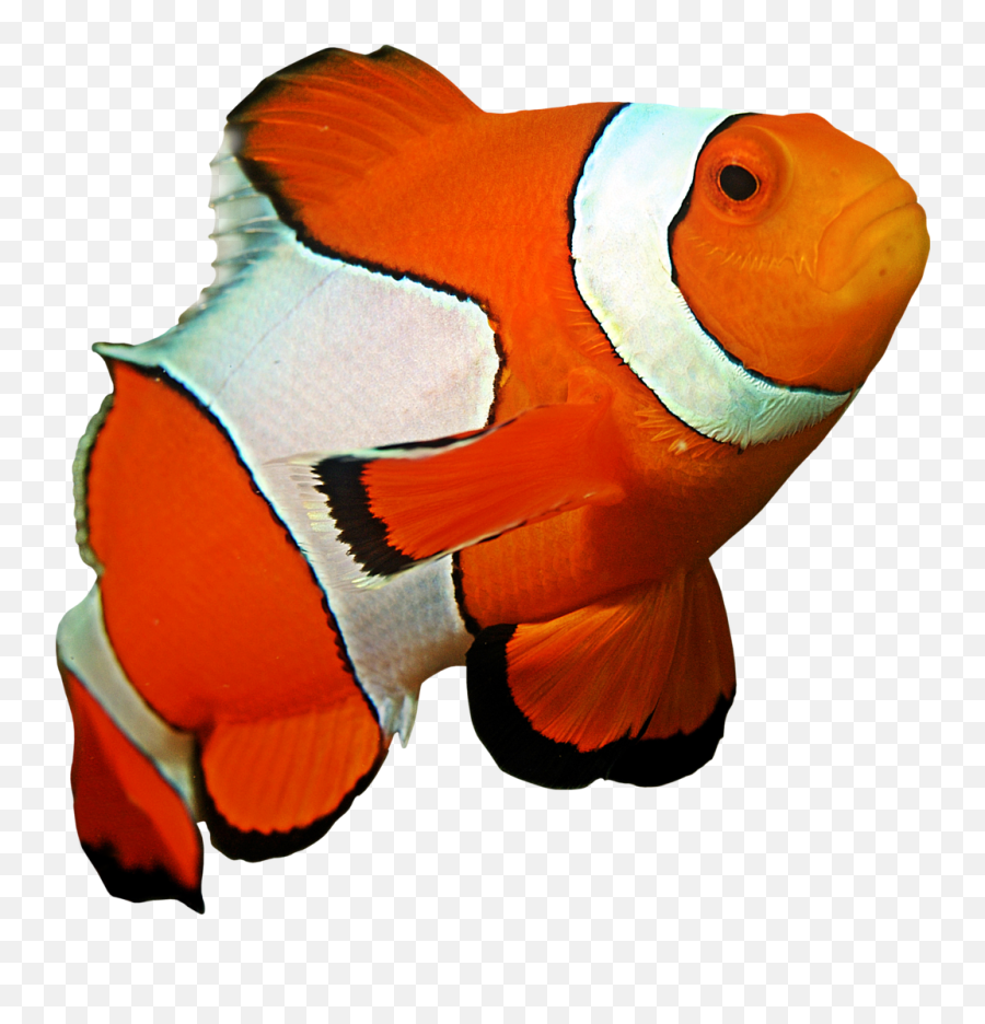 Clown Fish Clipart Png - Underwater Beautiful Fish Ocean Emoji,Clown Fish Emoji