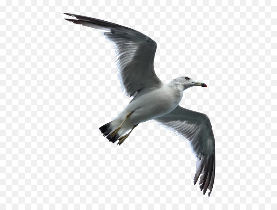 Seagull Hd Emoji,Seagull Emoji