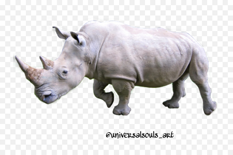Scrhinos Cutouttool Sticker Rhino Whiterhino - Black Rhinoceros Emoji,Rhino Emoji