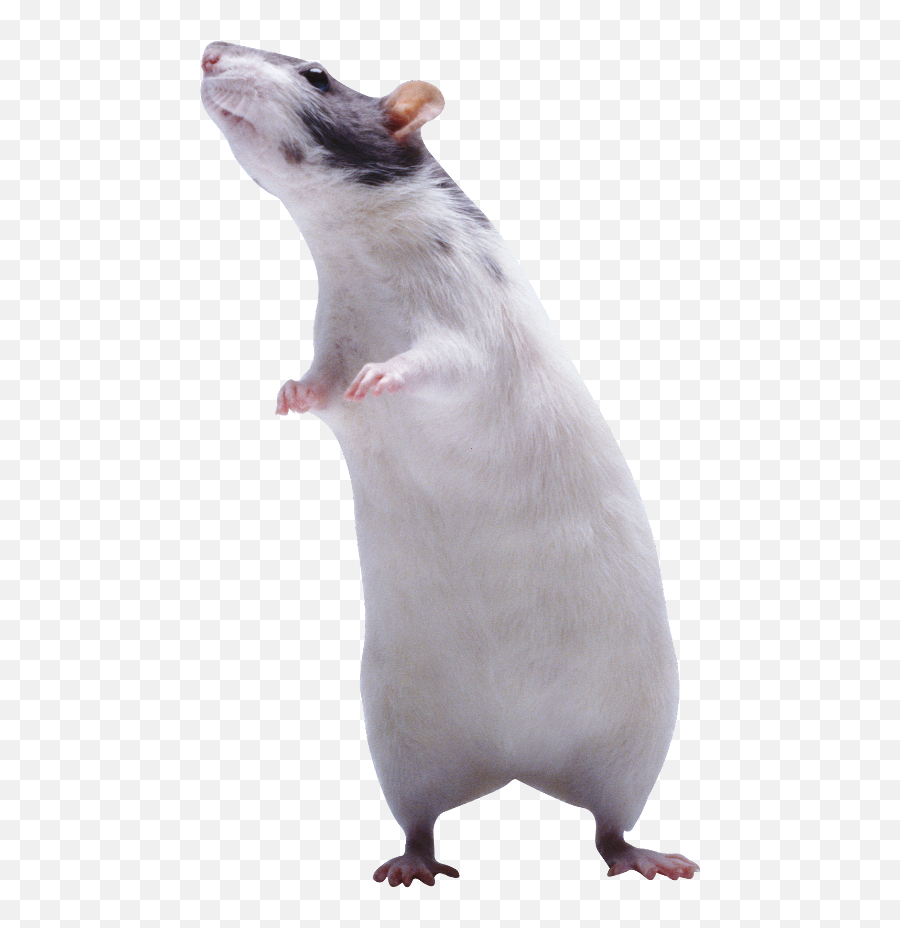 Rat Standing Freetoedit - Portable Network Graphics Emoji,Rat Emoji