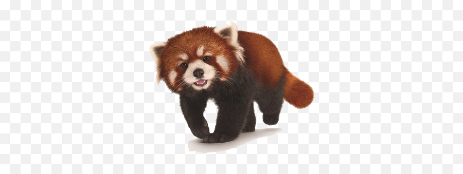 Png Transparent Red Panda - Red Panda Transparent Background Emoji,Tanuki Emoji
