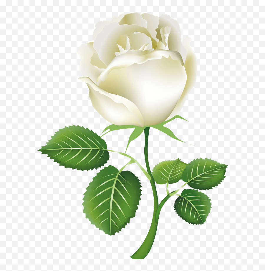 White Rose Png Transparent Images Free - White Rose For Friend Emoji,Black And White Rose Emoji