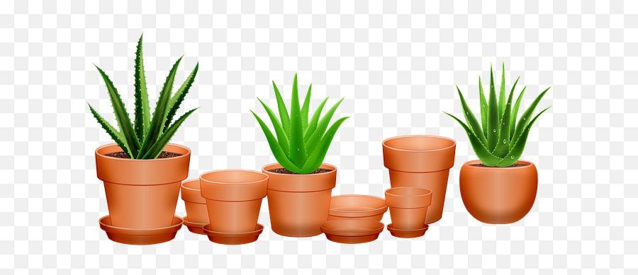 80 Free Succulent U0026 Cactus Illustrations - Pixabay Aloe Vera Emoji,Potted Plant Emoji