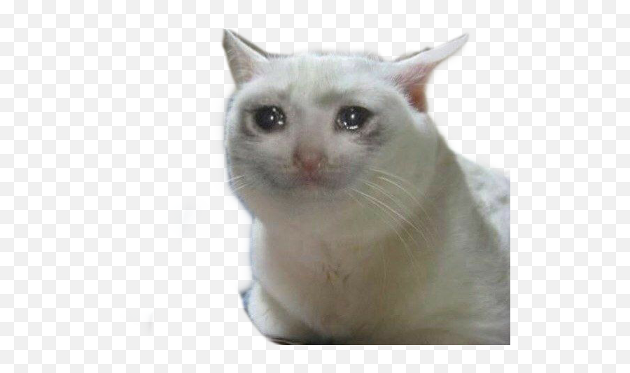Cat Crying Meme Memes Gato Cry Sticker - Crying Cat Meme Transparent Emoji,Crying Cat Emoji