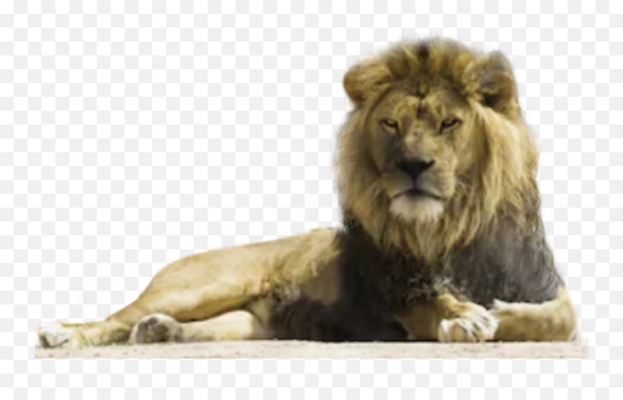 The Coolest Lion Animals U0026 Pets Images And Photos On Picsart - East African Lion Emoji,Lion Emoji Png