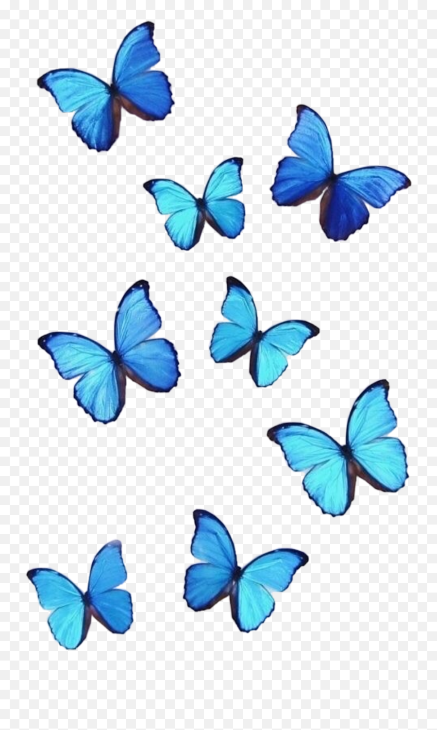 The Coolest Colors Stickers On Picsart - Blue Morpho Butterfly Emoji,Butterfly Emoji Apple