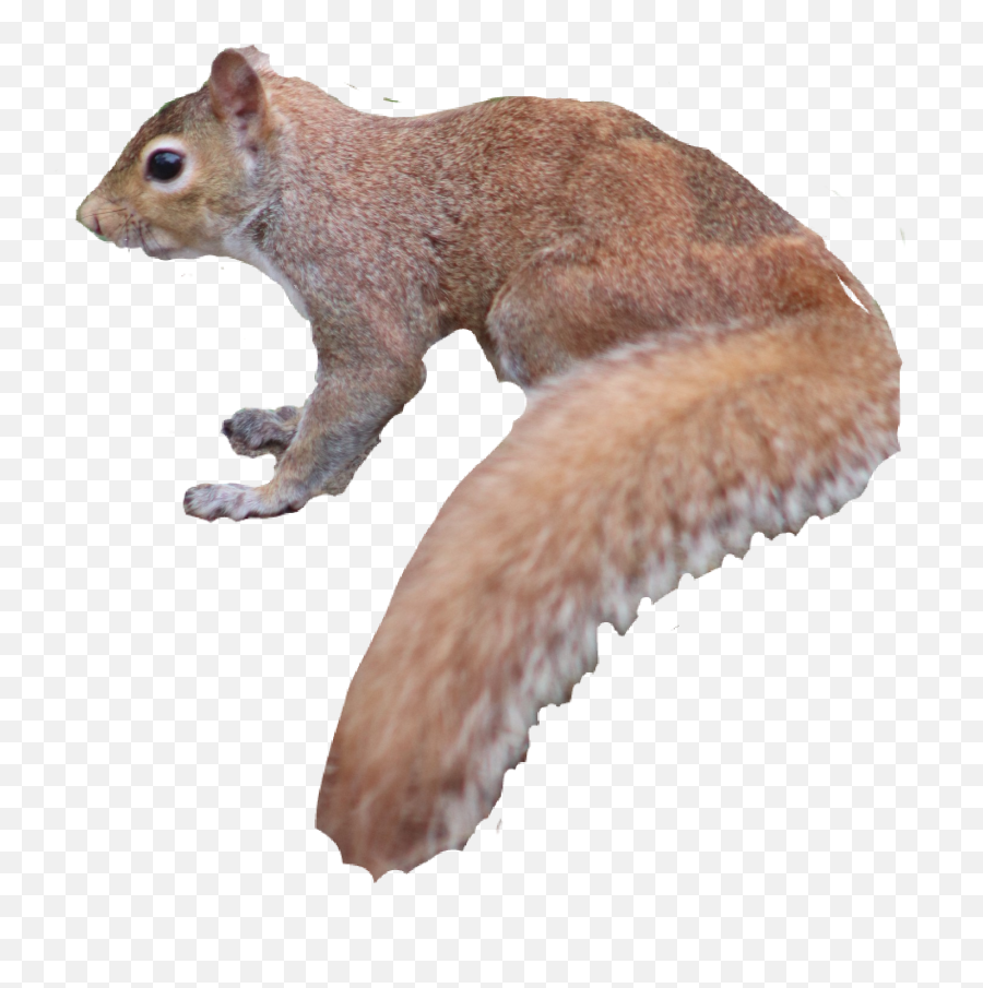 Squirrel Sticker - Fox Squirrel Emoji,Squirrel Emoji