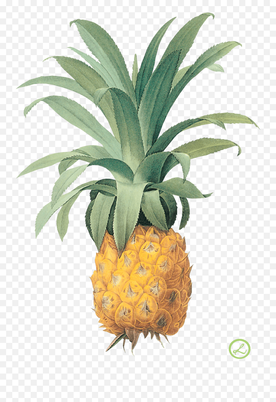 Download Pineapple Png Image Download - Pierre Joseph Redoute Pineapple Emoji,Pineapple Emoji Png