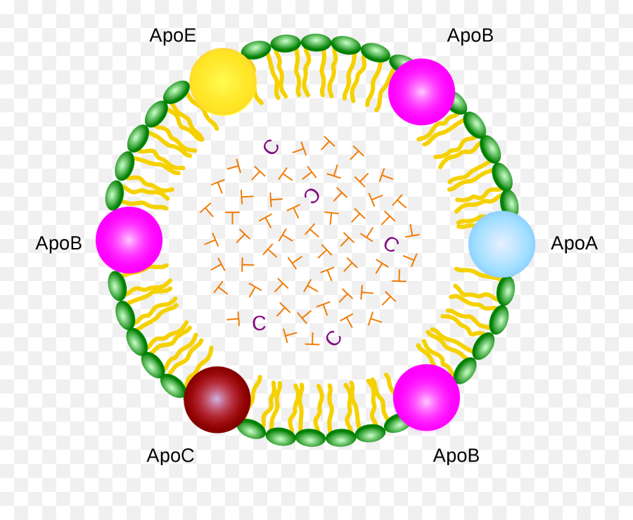 Lipoprotein - Struttura Chilomicroni Emoji,Vertical Envelope Emoji