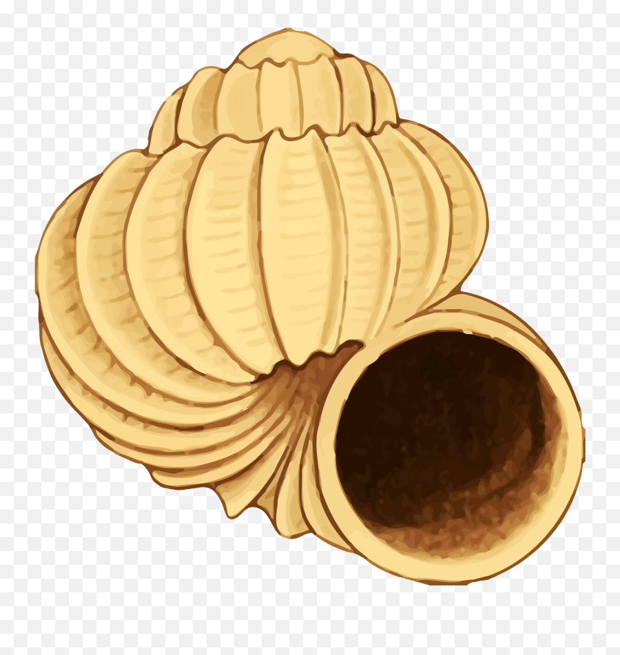 Twisting Conch Shell Vector Clipart - Clip Art Emoji,Conch Shell Emoji