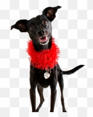 Dog Black Pet - Siyah Ev Köpei Emoji