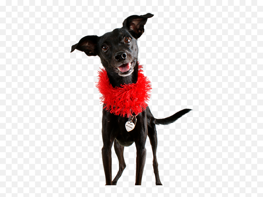 Dog Black Pet - Siyah Ev Köpei Emoji,Dog Walking Emoji