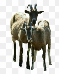 Popular And Trending Goats Stickers On Picsart - Feral Goat Emoji,Goat Emoticon