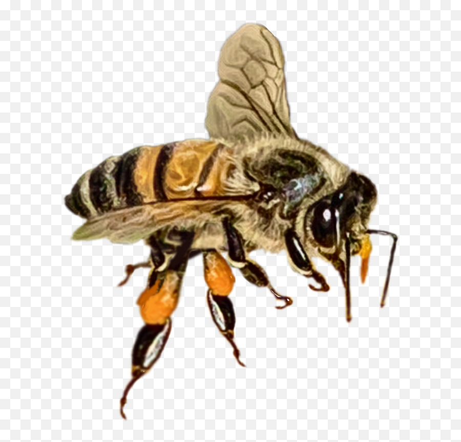Insects Flowers Bee Bumblebee Flying Op - Honeybee Emoji,Bumblebee Emoji