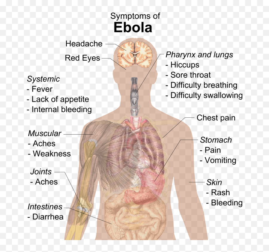 Symptoms Of Ebola - Does Ebola Affect The Body Emoji,Adults Only Emoji Free