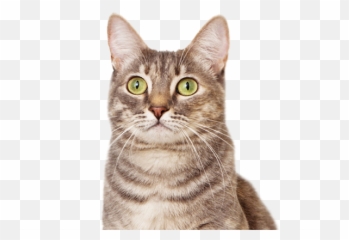 Funny Cats Png Picture - Transparent Background Cat Head Png Emoji,Dancing Cat Emoji