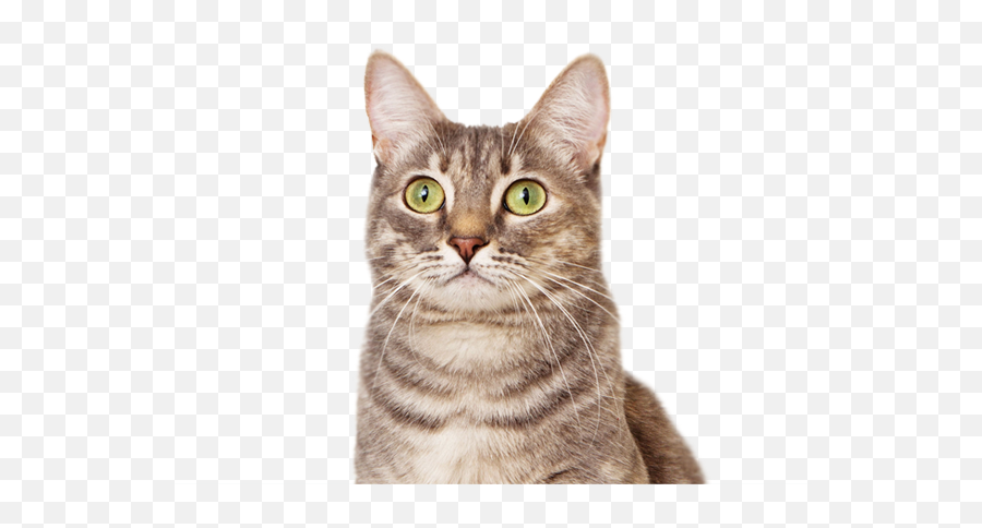 Funny Cats Png Picture - Transparent Background Cat Head Png Emoji,Dancing Cat Emoji