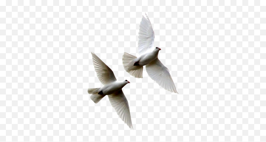 Download Free Png Dove Flying Away Png - Dove Flying Away Png Emoji,Dove Emoji Png
