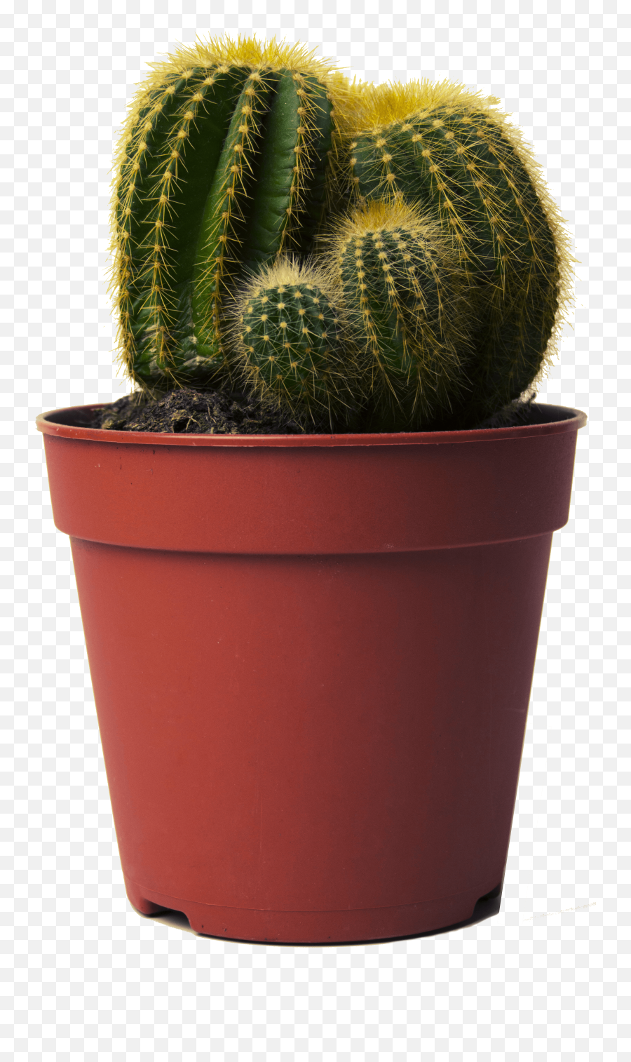 Cactus Transparent Png Cactus Free Picture Download - Free Cactus In A Pot Png Emoji,Cactus Emoji