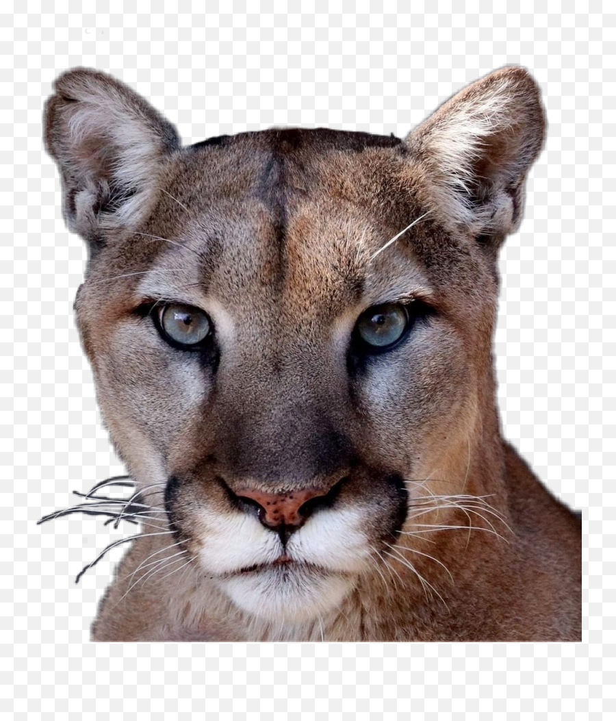 Cougarcatwildcat - Puma Katze Emoji,Cougar Emoji