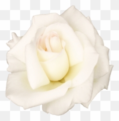 White Rose Transparent Image Hq Png - Flower White Rose Png Emoji,White Rose Emoji