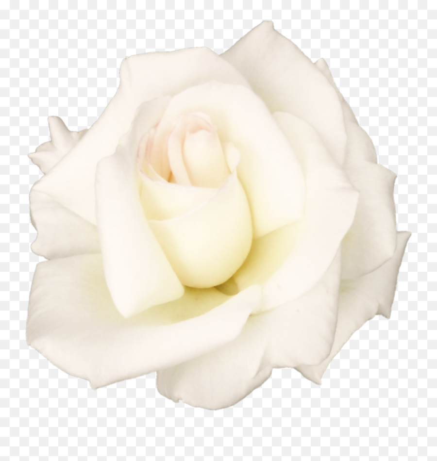 White Rose Transparent Image Hq Png - Flower White Rose Png Emoji,White Rose Emoji